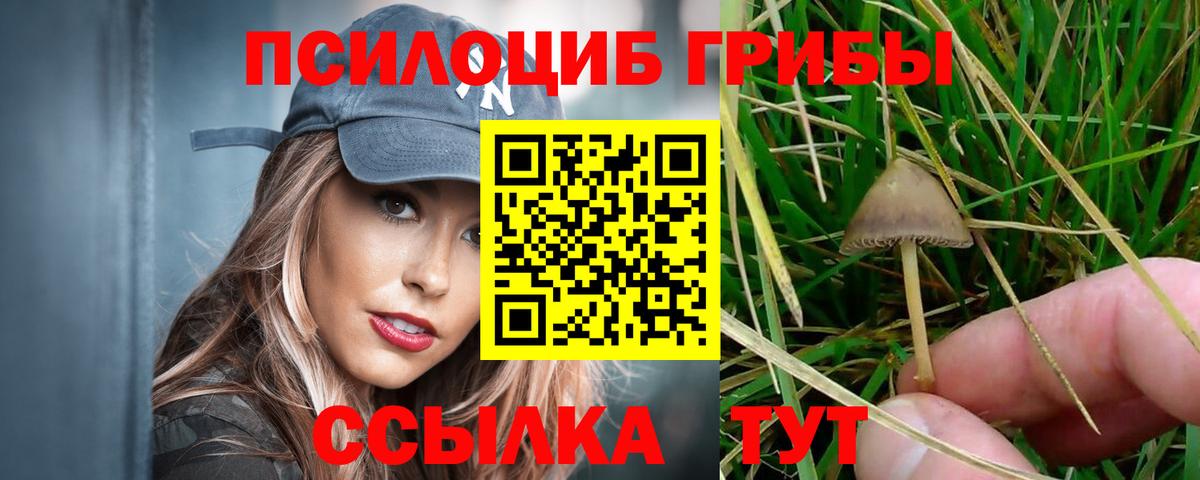 Чайковский  Псилоцибиновые грибы Cubensis  где можно купить наркотик  Псилоцибиновые грибы Psilocybine cubensis  Вход с VPN 